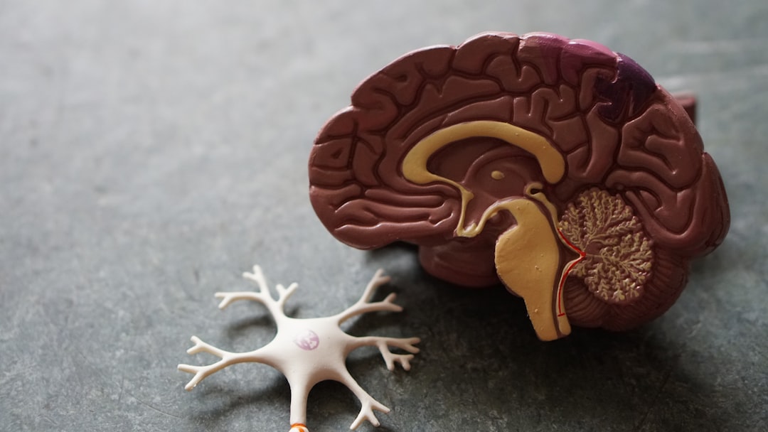 baby brain development synapse growth, infant learning neuroscience