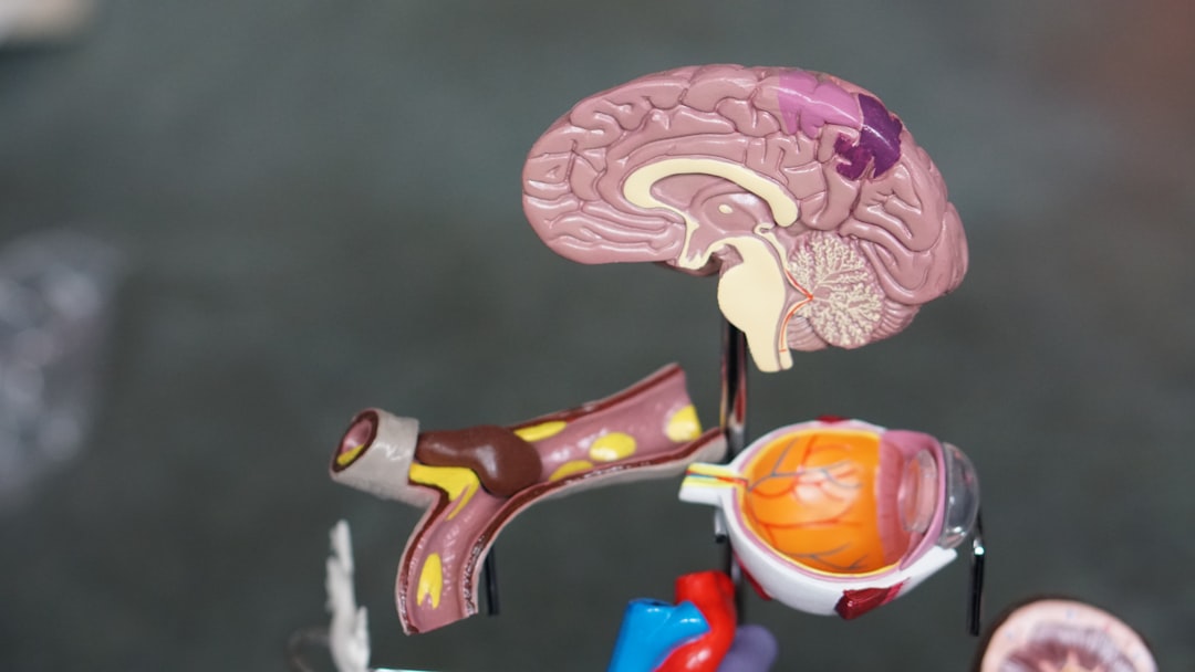 synaptic pruning brain development chart, early childhood education neuroscience